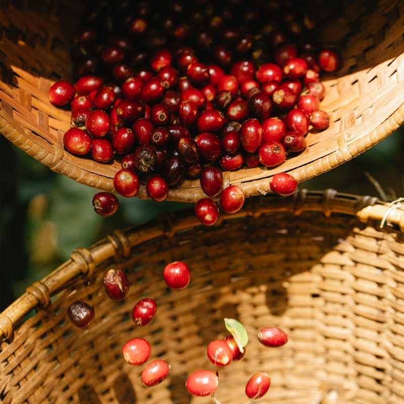organic farming tourism sikkim